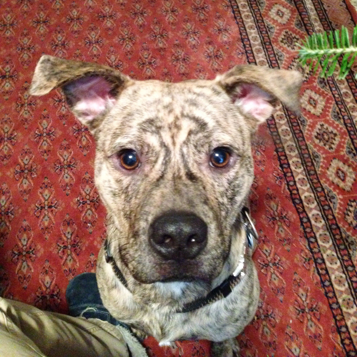 Pet Portrait Pendant
